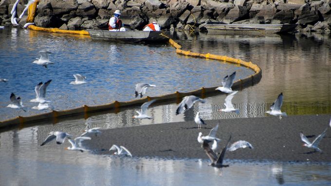 Foto: Katastrofální únik ropy u pobřeží Kalifornie. Místní se bojí o pláže i delfíny