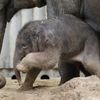 První slůně v pražské zoo