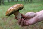 Houbař našel v lese obzvlášť velký kousek, minu z války