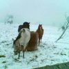 Koním nedaleko Cínovce sníh nevadí