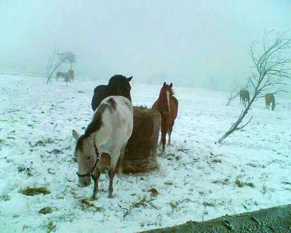 Koním nedaleko Cínovce sníh nevadí