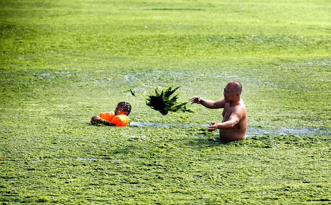 A toursits plays with seaweed in the sea in Qingdao in east China's Shandong province Wednesday July 3, 2013. Local media say this summer's most massive round of the algae called enteromorpha prolifera, which has plagued Shandong's southern coastline for weeks, has arrived from the Yellow Sea, causing damage to the tourism and aquatic farming. more in the selection