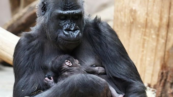 Gorilí mládě s matkou