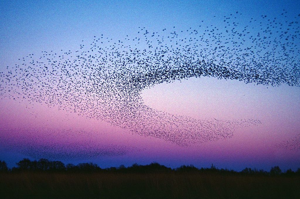 Fotogalerie: Když na obloze kouzlí hejna špačků