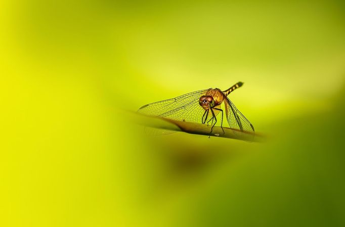 Czech Nature Photo 2020 - vítězné snímky