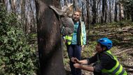 Výzkumnice Victoria Inmanová a ředitelka organizace Science for Wildlife Kellie Leighová vypouštějí Peleho zpět do divoké přírody. Pele byl na krátkou dobu odchycen, aby zkontrolovali jeho zdraví a provedli nezbytnou údržbu jeho rádiového monitorovacího zařízení.