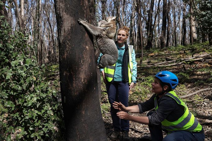 Záchrana zraněných koal v Austrálii.