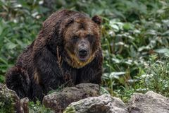 Obyvatele Liptovského Mikuláše vyděsil medvěd. U nákupního centra napadl člověka