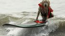 Pes jede na surfu během psí surfovací soutěže na Huntingtonské pláži, Kalifornie, 25. září 2011. REUTERS/Lucy Nicholson