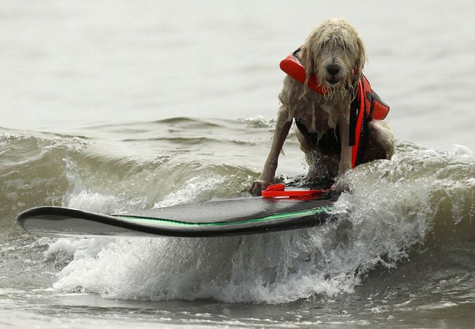 Pes jede na surfu během psí surfovací soutěže na Huntingtonské pláži, Kalifornie, 25. září 2011. REUTERS/Lucy Nicholson