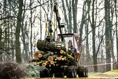 Česko loni kvůli kůrovci vytěžilo rekordních 26 milionů kubíků dřeva