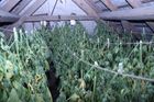 Desítky kilogramů marihuany, extáze i samopal. Celníci zadrželi na jihu Moravy 11 prodejců drog
