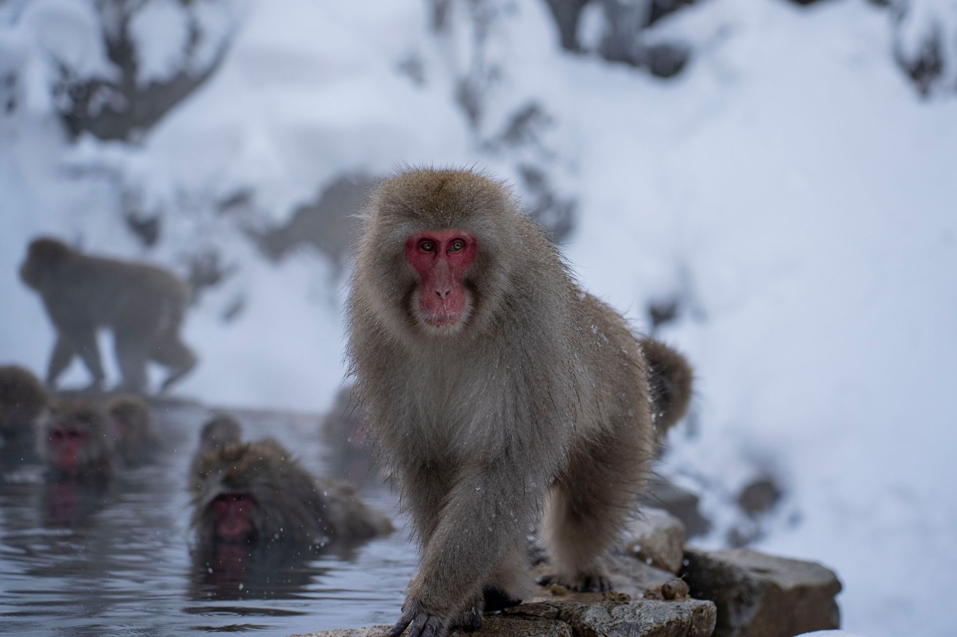 japonsko lyžování hakuba