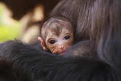Narodily se Kapusta a Brusinka. Londýnská zoo přivítala dvě vzácné opičky