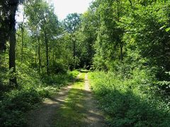 Dománovický les na Kolínsku, kde v Česku žije poslední kriticky ohrožený hnědásek osikový.