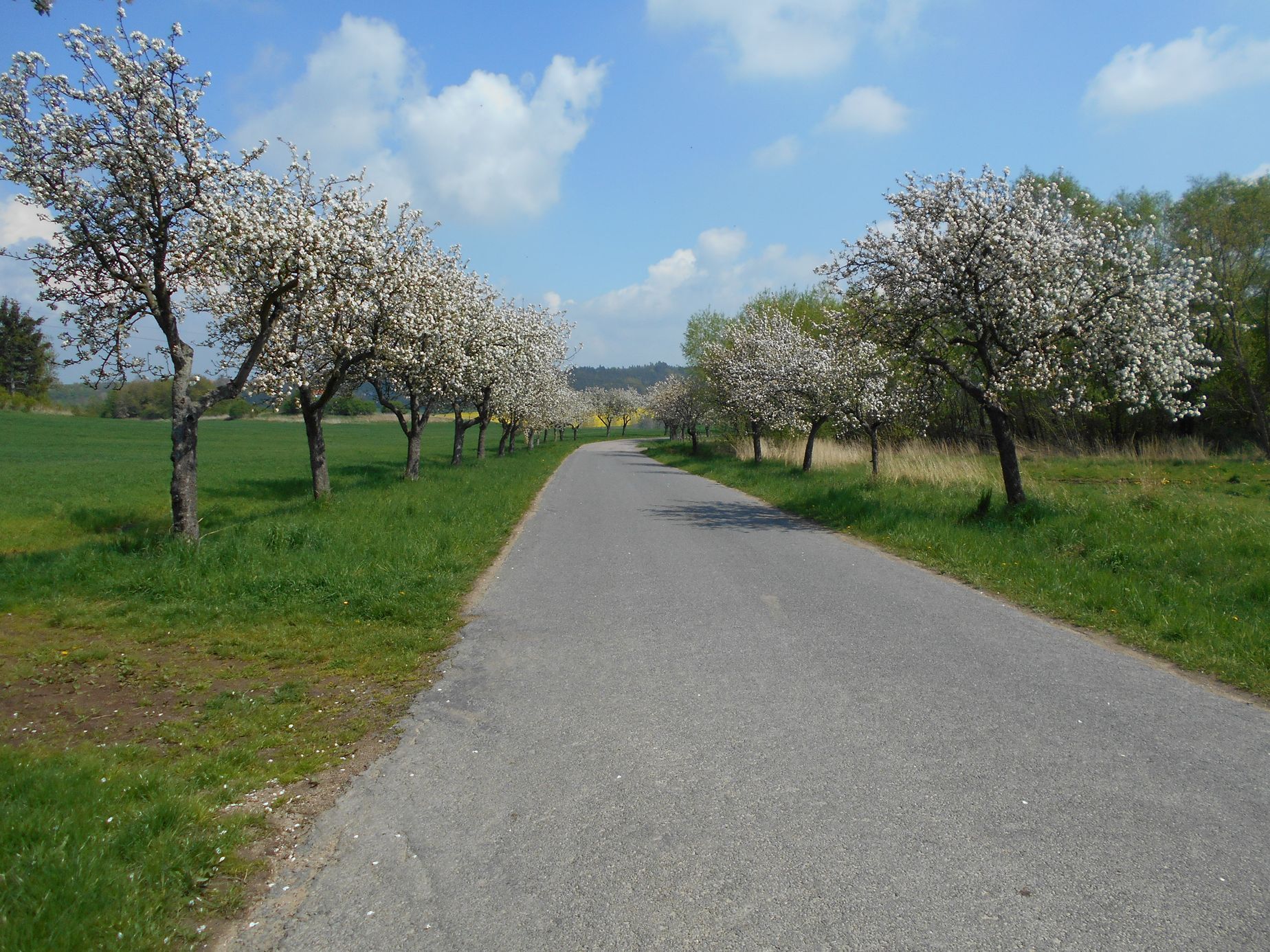 Soutěžní snímky Alej roku 2022