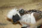 V ústecké zoo přišla na svět tři mláďata opiček
