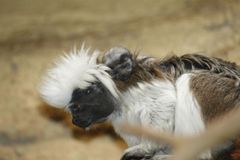 V ústecké zoo přišla na svět tři mláďata opiček