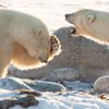 Finalisté soutěže Nikon Comedy Wildlife Awards 2024