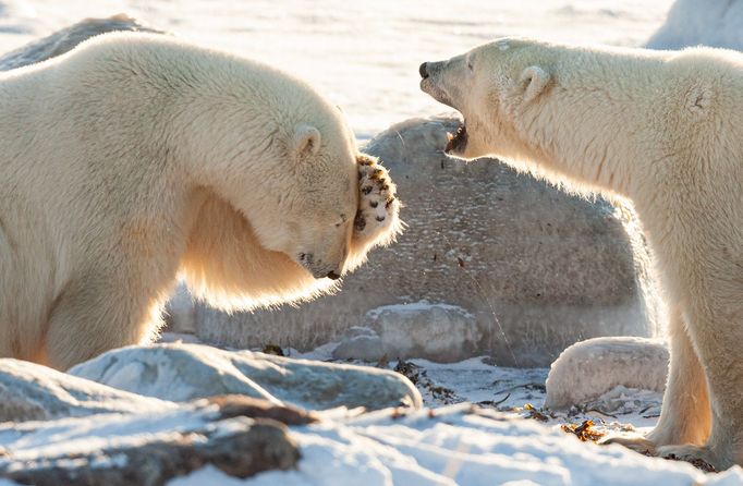 Finalisté soutěže Nikon Comedy Wildlife Awards 2024