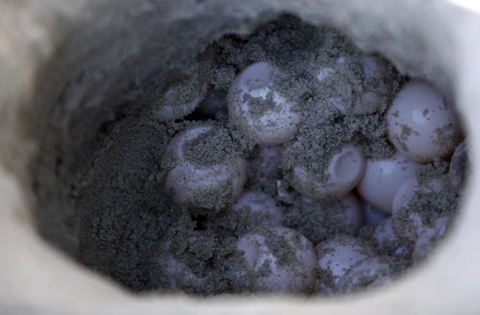 Eggs sit in a relocated Loggerhead turtle nest on Litchfield Beach along the coast of South Carolina August 9, 2012. The volunteers carefully removed the 84 eggs and buried them higher in the dunes and out of harms way after researchers felt the female had dug the nest too close to the tide line. Turtle volunteers walk the area's beaches along South Carolina's coast daily during the nesting season, looking for signs of turtle activity and keeping tabs on the progress of the endangered species of turtles that lay their eggs along the coast. Photo taken August 9, 2012. REUTERS/Randall Hill (UNITED STATES - Tags: ANIMALS ENVIRONMENT) Published: Srp. 21, 2012, 12:27 odp.