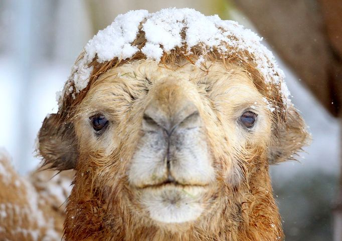 Zasněžený velbloud dvouhrbý stojí ve svém výběhu v zoo v Curychu, 15. února 2012. REUTERS/Arnd Wiegmann