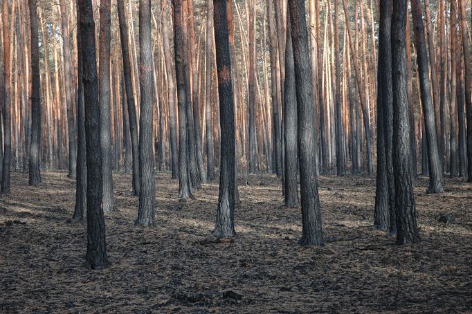 Obnova lesa po požáru, Bzenec 2012.