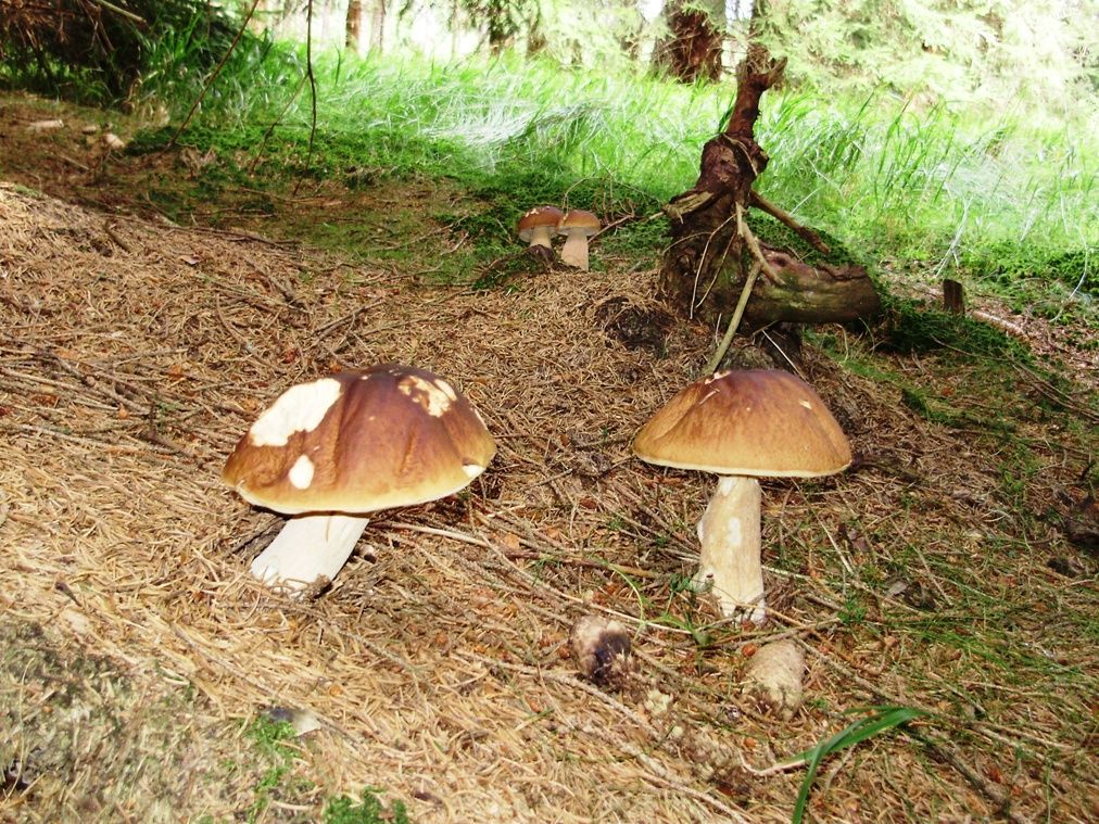 Fotosoutěž: Houby 2002 (srpen) xxx Holeček xxx !!!Nepoužívat v článcích!!!