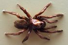 Číslo 16 už nežije. V Austrálii uhynul nejstarší známý pavouk, bodla ho vosa