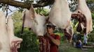 Luis Salgado, nicknamed Chucho, hangs up the parts of a pig after he and relatives slaughtered it for meat at their home in the village of Sagua La Grande in central Cuba, March 10, 2013. Chucho was granted a U.S. visa based on his father's status as legal resident in Texas, and he was reunited in Miami with his father, Jesus Salgado, who had escaped Cuba on a frail boat ten years earlier. The Salgados are among many Cubans taking advantage of Cuba's new travel policy in place since last January, which allows citizens to leave the country with just a passport and no need for much-hated exit visas required since 1961. Picture taken March 10, 2013. REUTERS/Desmond Boylan (CUBA - Tags: POLITICS SOCIETY) Published: Dub. 11, 2013, 1:38 odp.