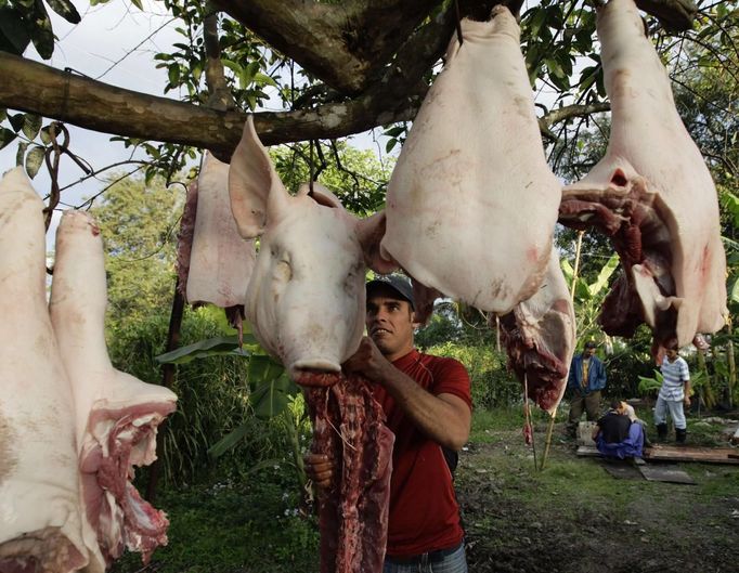 Luis Salgado, nicknamed Chucho, hangs up the parts of a pig after he and relatives slaughtered it for meat at their home in the village of Sagua La Grande in central Cuba, March 10, 2013. Chucho was granted a U.S. visa based on his father's status as legal resident in Texas, and he was reunited in Miami with his father, Jesus Salgado, who had escaped Cuba on a frail boat ten years earlier. The Salgados are among many Cubans taking advantage of Cuba's new travel policy in place since last January, which allows citizens to leave the country with just a passport and no need for much-hated exit visas required since 1961. Picture taken March 10, 2013. REUTERS/Desmond Boylan (CUBA - Tags: POLITICS SOCIETY) Published: Dub. 11, 2013, 1:38 odp.