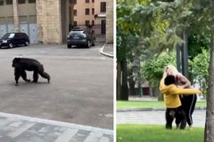 Šimpanz se sám toulal ulicemi. To, co ho přesvědčilo k návratu, dojalo diváky