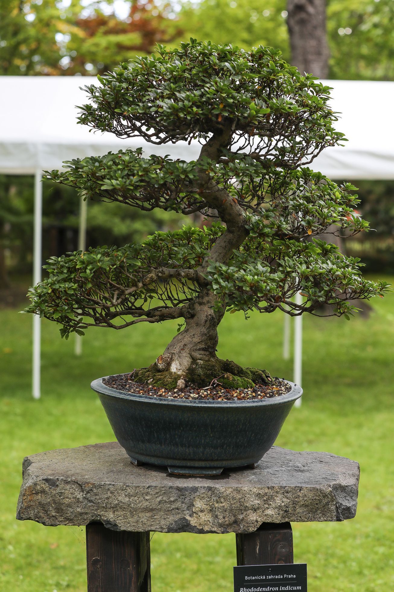 Nejlepší české bonsaje - výstava, Botanická zahrada