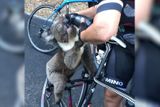 Miliony lidí dojal záběr medvídka koaly z australského města Adelaide, který si vyžádal vodu od cyklistů. Zoufalý koala přispěchal k Anne Heuslerové, která právě sesedla z kola, aby medvídka vyhnala z prostředku silnice, kde by ho mohlo srazit auto. Koala jí vylezl na kolo a doslova hltal její vodu.