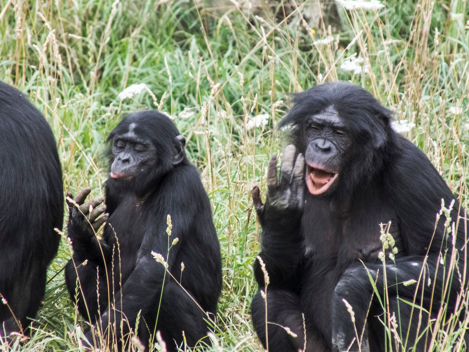 šimpanz bonobo
