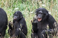 Praktikují šimpanzi náboženské rituály a věří v boha? Vědci jsou na stopě senzaci