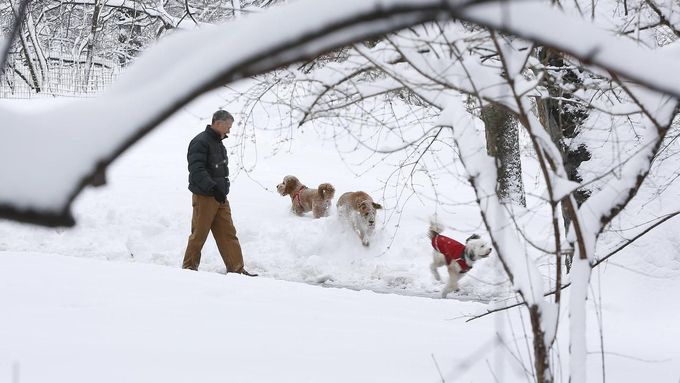 A man and his dogs walk though a snowy Central Park in New York February 9, 2013. A blizzard packing hurricane-force winds pummeled the northeastern United States on Saturday, killing at least one person, leaving about 600,000 customers without power and disrupting thousands of flights. REUTERS/Carlo Allegri (UNITED STATES - Tags: ENVIRONMENT ANIMALS) Published: Úno. 9, 2013, 3:10 odp.