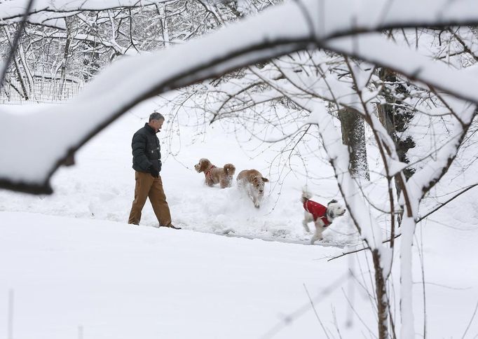 A man and his dogs walk though a snowy Central Park in New York February 9, 2013. A blizzard packing hurricane-force winds pummeled the northeastern United States on Saturday, killing at least one person, leaving about 600,000 customers without power and disrupting thousands of flights. REUTERS/Carlo Allegri (UNITED STATES - Tags: ENVIRONMENT ANIMALS) Published: Úno. 9, 2013, 3:10 odp.