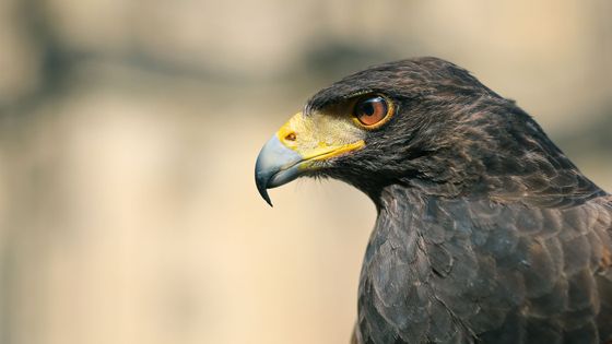 Foto: Téměř neviditelná biologická ochrana Hradu. Čistí ho od holubů a havěti, jatka ale nečekejte