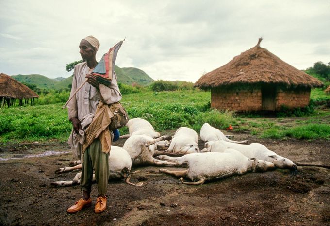 Přeživší u svého mrtvého dobytka po katastrofě u jezera Nyos, Kamerun, 1986. Uniklý CO2 zabil přes 3 500 zvířat a téměř 1 800 lidí.