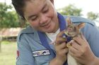 Krysa vyčenichala v Kambodži za pět let 71 nášlapných min, teď půjde do důchodu