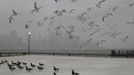 A flock of seagulls fly over a group of ducks across from the skyline of New York's Lower Manhattan in a park along the Hudson River in Hoboken, New Jersey, February 8, 2013. A blizzard blew into the northeastern United States on Friday, cutting short the workweek for millions who feared being stranded as state officials ordered roads closed ahead of what forecasters said could be record-setting snowfall. From New York to Maine, the storm began gently, dropping a light dusting of snow, but officials urged residents to stay home, rather than risk getting stuck in deep drifts when the storm kicks up later Friday afternoon. REUTERS/Gary Hershorn (UNITED STATES - Tags: ENVIRONMENT ANIMALS) Published: Úno. 8, 2013, 11:25 odp.