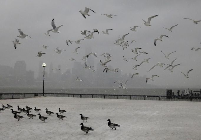 A flock of seagulls fly over a group of ducks across from the skyline of New York's Lower Manhattan in a park along the Hudson River in Hoboken, New Jersey, February 8, 2013. A blizzard blew into the northeastern United States on Friday, cutting short the workweek for millions who feared being stranded as state officials ordered roads closed ahead of what forecasters said could be record-setting snowfall. From New York to Maine, the storm began gently, dropping a light dusting of snow, but officials urged residents to stay home, rather than risk getting stuck in deep drifts when the storm kicks up later Friday afternoon. REUTERS/Gary Hershorn (UNITED STATES - Tags: ENVIRONMENT ANIMALS) Published: Úno. 8, 2013, 11:25 odp.