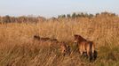 Rezervace velkých kopytníků v bývalém vojenském prostoru Milovice, odkud koně do obou nových rezervací přijeli, vznikla v roce 2015.