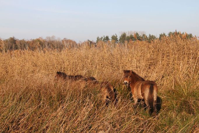 Rezervace velkých kopytníků v bývalém vojenském prostoru Milovice, odkud koně do obou nových rezervací přijeli, vznikla v roce 2015.