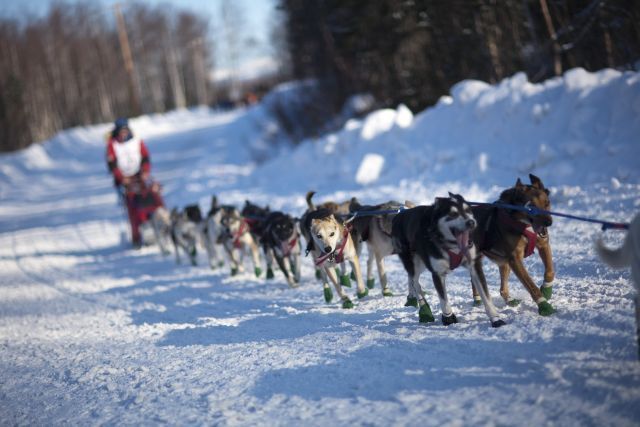 Aljaška psi závod