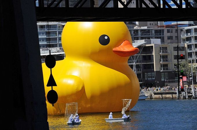 A gigantic, yellow rubber duck is floated under the Pyrmont Bridge into Sydney's Darling Harbour on January 5, 2013 to kick off Sydney's annual arts festival, a celebration which combines high-art with popular entertainment. The rubber duck by Dutch artist Florentijn Hofman forms part of the 2013 Sydney Festival which will present more than 750 artists from about 17 countries around the world, with many of the events free and family-oriented to showcase the personality of Australia's biggest city.