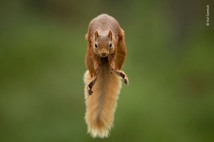 Wildlife Photographer of the Year, nominace na cenu veřejnosti