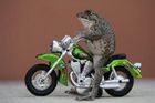Žába Oui (Ano) na miniatuře motocyklu.