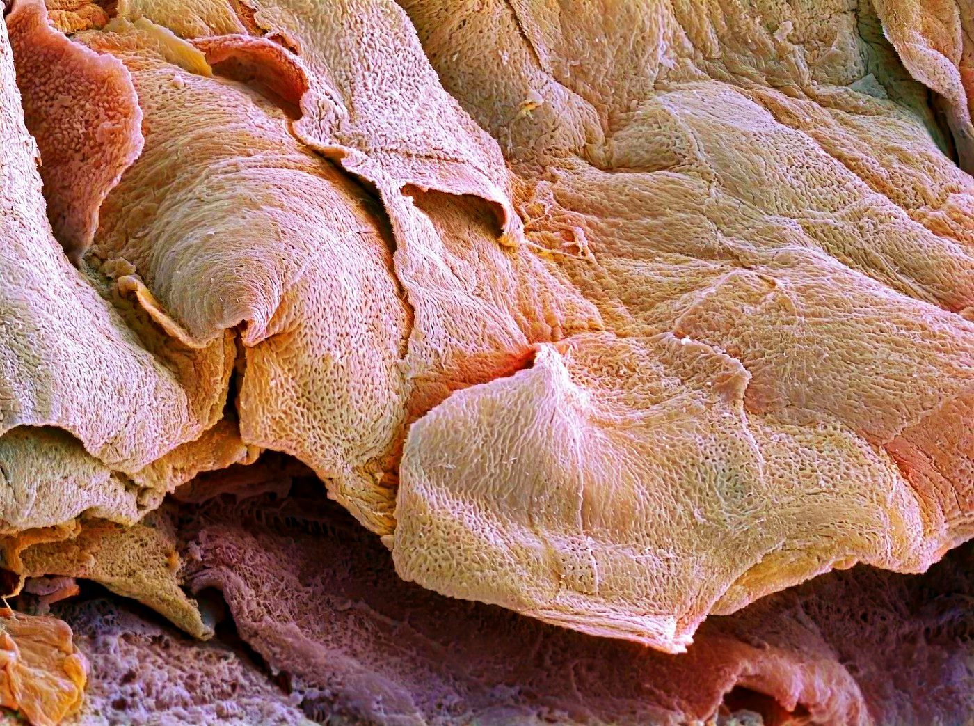 život pod mikroskopem